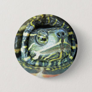 Painted Turtle (Chrysemys picta) 2 6 Cm Round Badge