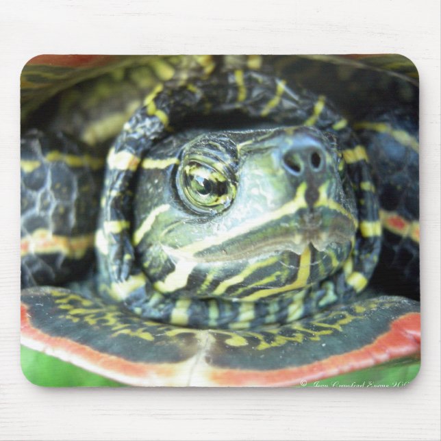 Painted Turtle (Chrysemys picta) 2 Mouse Mat (Front)