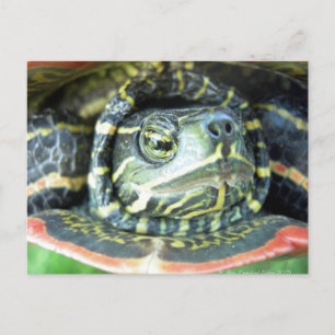 Painted Turtle (Chrysemys picta) 2 Postcard