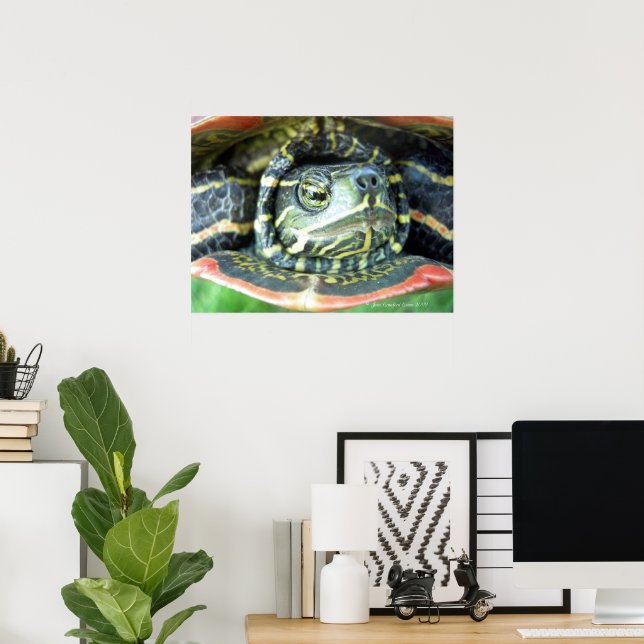 Painted Turtle (Chrysemys picta) 2 Poster (Home Office)