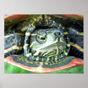 Painted Turtle (Chrysemys picta) 2 Poster