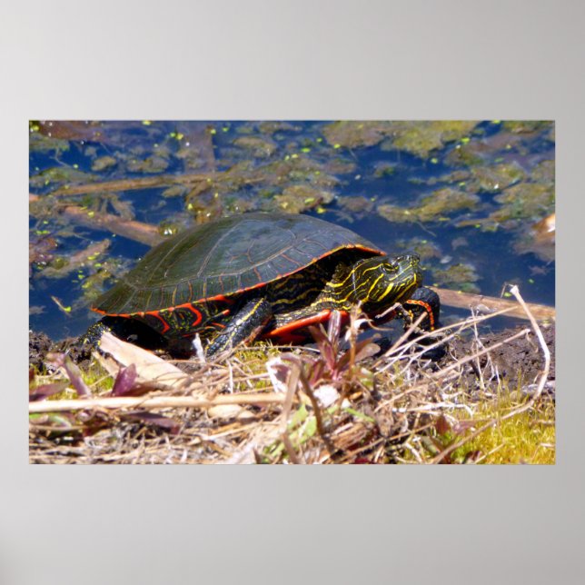 Painted Turtle (Chrysemys picta) 3 Poster (Front)