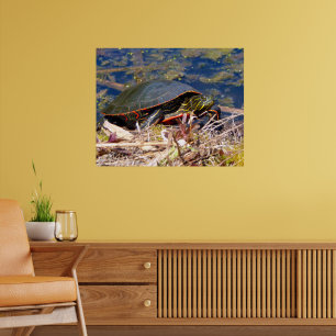 Painted Turtle (Chrysemys picta) 3 Poster