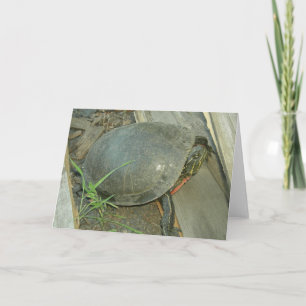 Painted Turtle (Chrysemys picta) Card