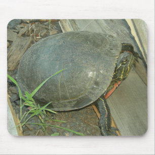 Painted Turtle (Chrysemys picta) Mouse Mat