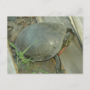 Painted Turtle (Chrysemys picta) Postcard