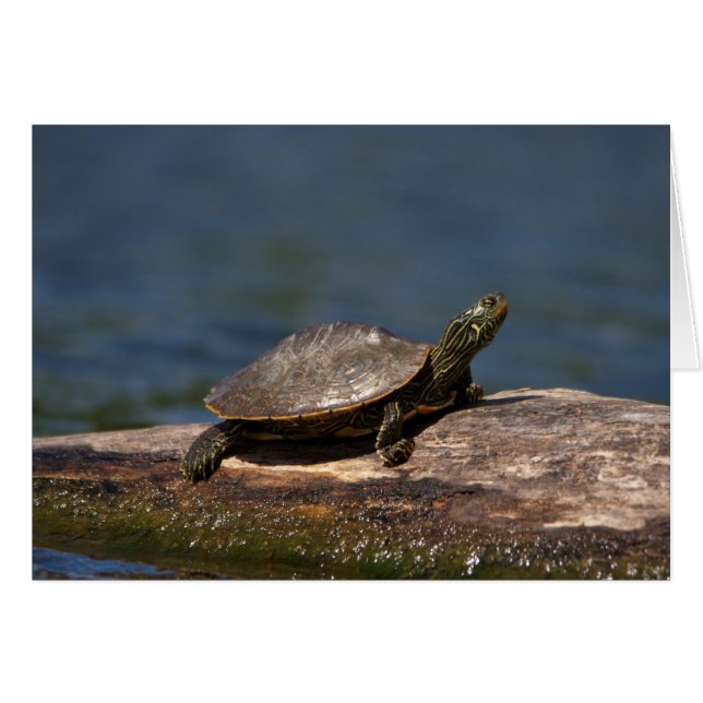 Painted Turtle on a branch (Front Horizontal)