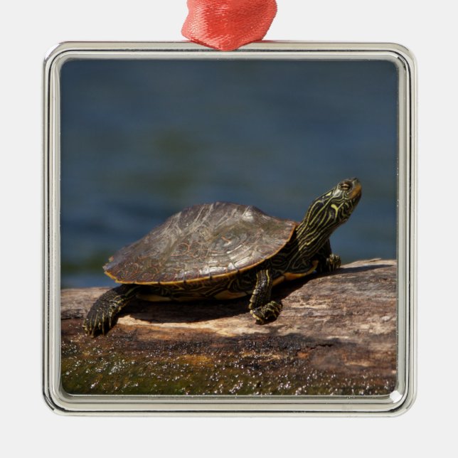 Painted Turtle on a branch Metal Tree Decoration (Front)