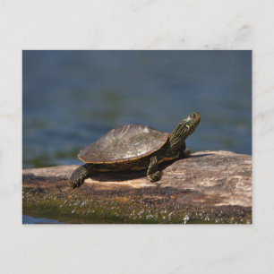 Painted Turtle on a branch Postcard