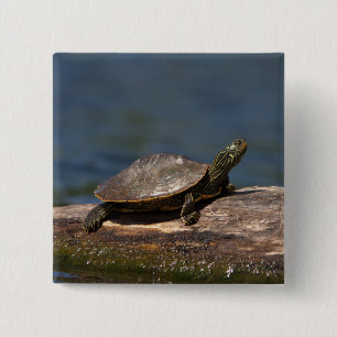 Painted turtle on a log 15 cm square badge