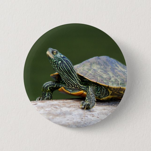 Painted turtle on a log 6 cm round badge (Front)