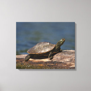 Painted turtle on a log canvas print