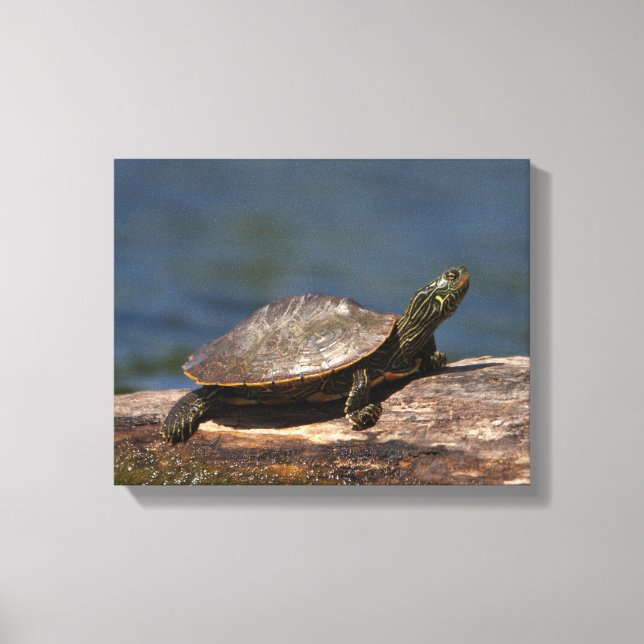 Painted turtle on a log canvas print (Front)