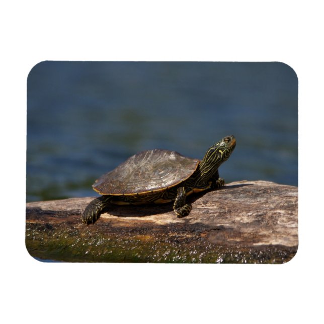 Painted turtle on a log magnet (Horizontal)