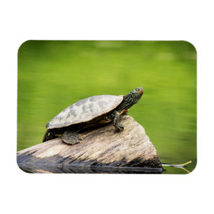 Painted Turtle on a log Magnet