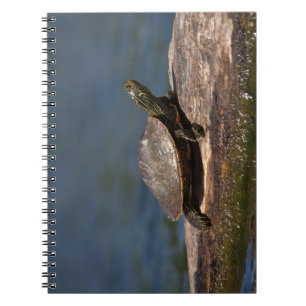 Painted turtle on a log notebook