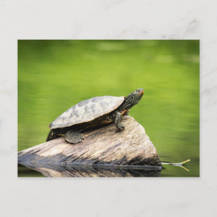 Painted Turtle on a log Postcard