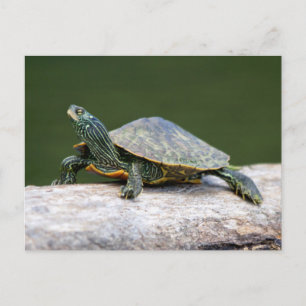 Painted turtle on a log postcard