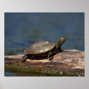 Painted turtle on a log poster