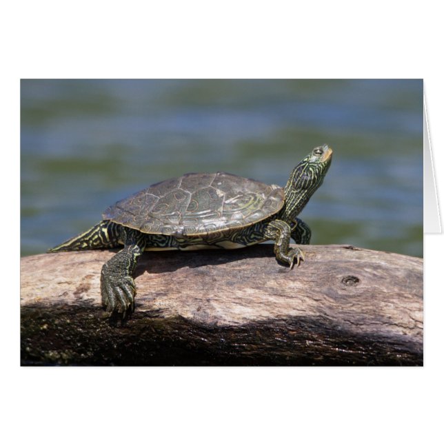Painted Turtle on a sunny day (Front Horizontal)