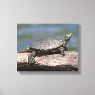 Painted Turtle on a sunny day Canvas Print