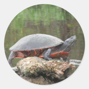 Painted Turtle Photo Classic Round Sticker