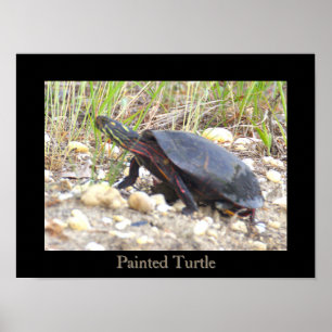 Painted Turtle Photo Poster