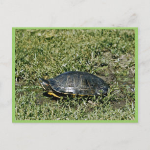 Painted Turtle Postcard