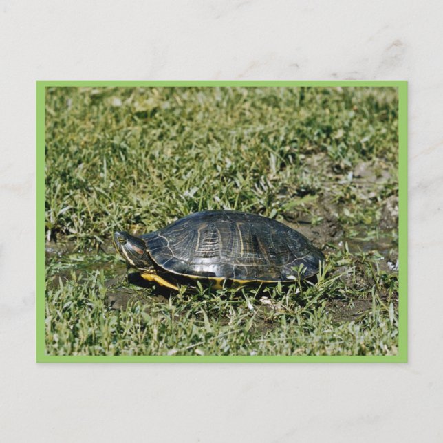 Painted Turtle Postcard (Front)