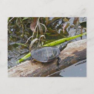 Painted Turtle Postcard