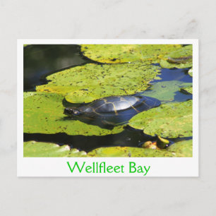 Painted Turtle Water Lily Postcard