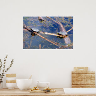 Painted Turtles (Chrysemys picta) Poster