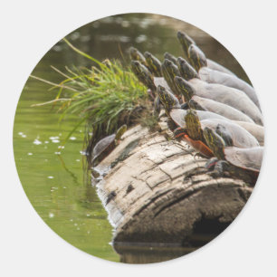 Painted Turtles Sunning Themselves In A Pond Classic Round Sticker