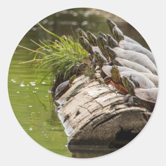 Painted Turtles Sunning Themselves In A Pond Classic Round Sticker (Front)