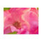 Painterly Abstract Pink Knockout Rose