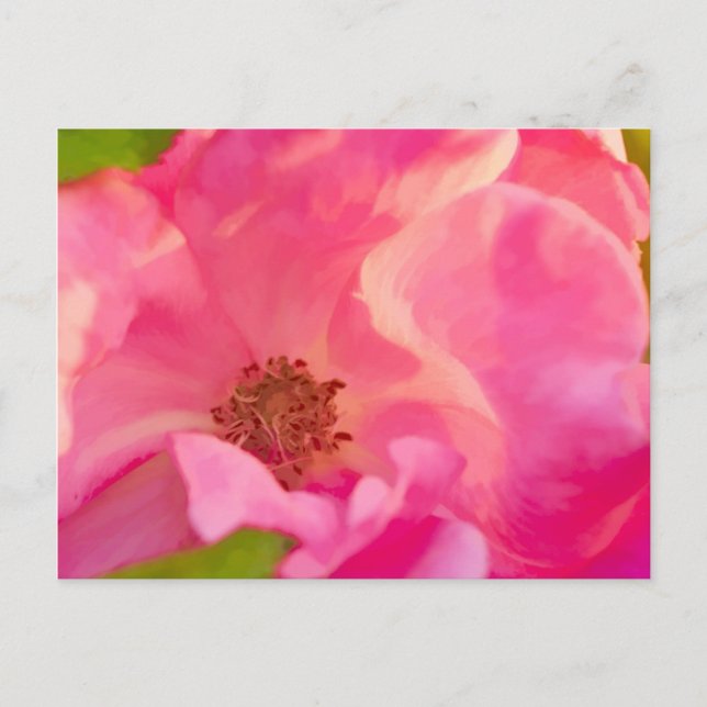 Painterly Abstract Pink Knockout Rose Postcard (Front)