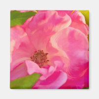 Painterly Abstract Pink Rose Floral Photography