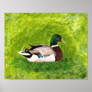 Painting of Mallard Duck Sitting in Grass Posters