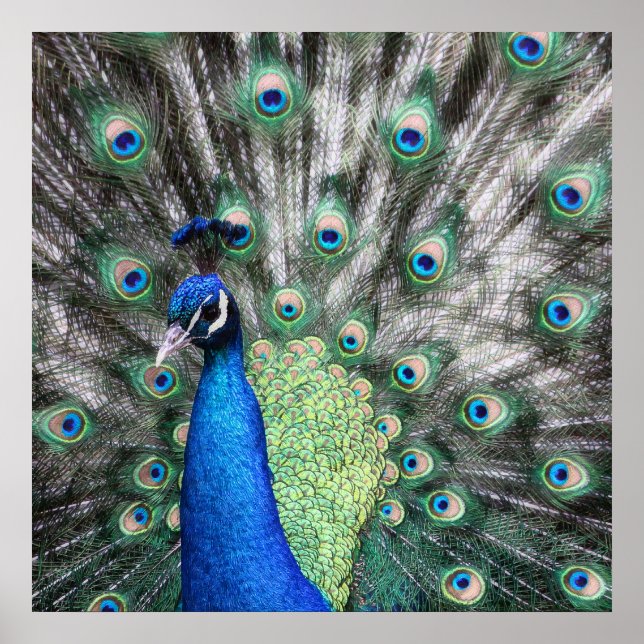 Painting of Peacock spreading his feathers Poster (Front)