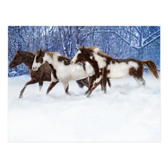 Paints In Winter Postcard