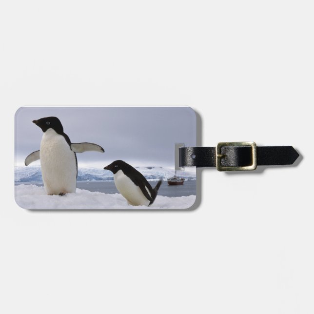 Pair Adelie penguins Antarctica Luggage Tag (Front Horizontal)