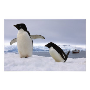 Pair Adelie penguins Antarctica Photo Print