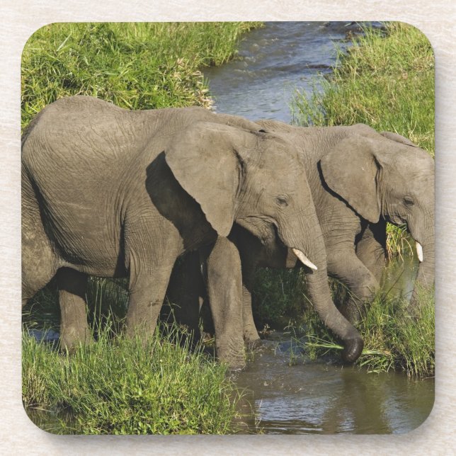 Pair of African Elephants Masai Mara Coaster (Front)
