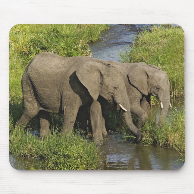Pair of African Elephants Masai Mara Mouse Mat (Front)