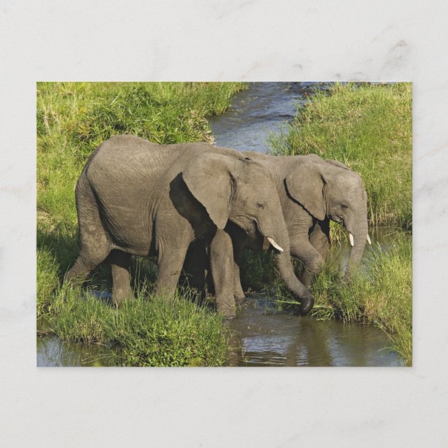 Pair of African Elephants Masai Mara Postcard (Front)