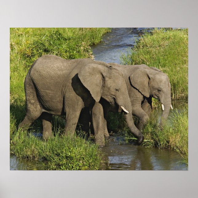 Pair of African Elephants Masai Mara Poster (Front)