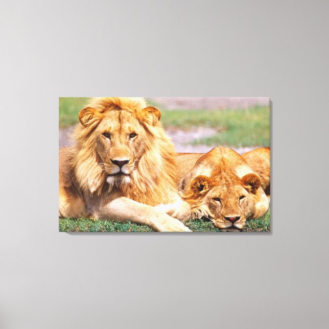 Pair of African Lions, Panthera leo, Tanzania Canvas Print (Front)