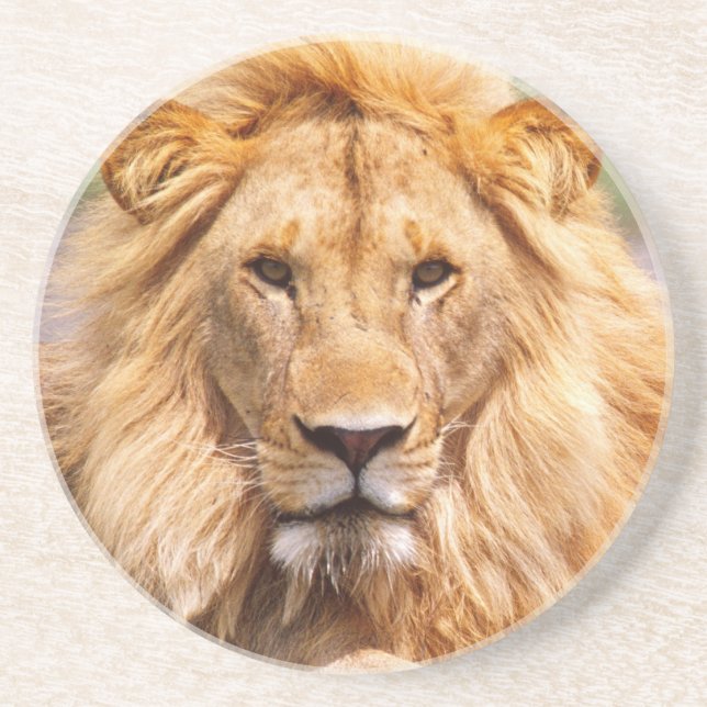 Pair of African Lions, Panthera leo, Tanzania Coaster (Front)