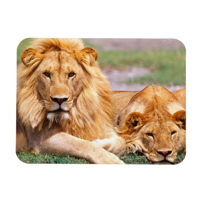 Pair of African Lions, Panthera leo, Tanzania Magnet (Horizontal)