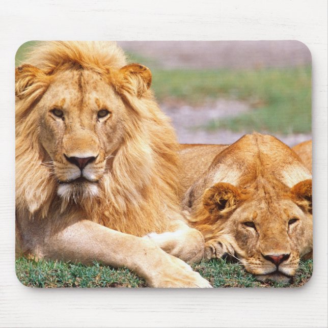Pair of African Lions, Panthera leo, Tanzania Mouse Mat (Front)